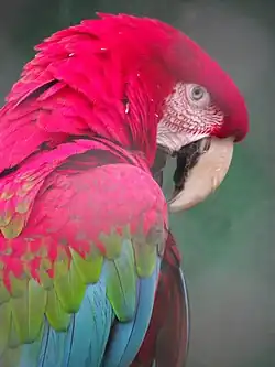 Scarlet macaw