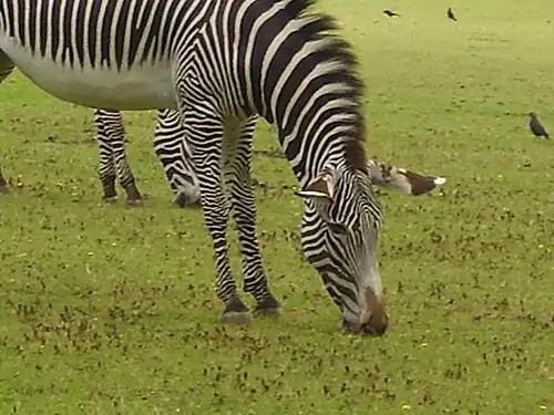 Image 7A zebra grazing at Marwell Zoological Park (from Portal:Hampshire/Selected pictures)