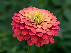 Zinnia - Zinnia elegans