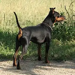 Black Miniature Pinscher, uncropped ears and tail about 4.1&nbsp;kg