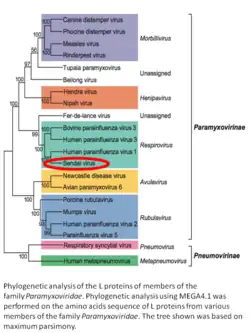 Phylogenetic tree of paramyxoviruses with Sendai virus