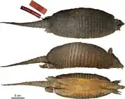 Brown armadillo