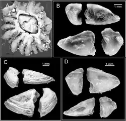 Chthamalus anisopoma barnacle