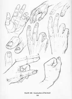 From Drawing the Head and Hands